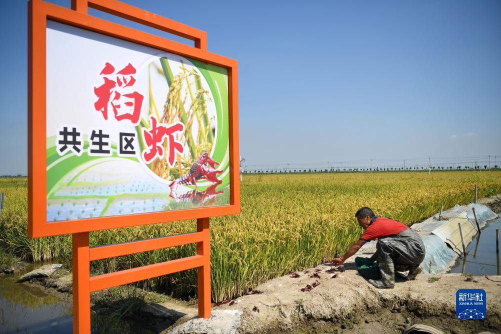 彩金白菜网